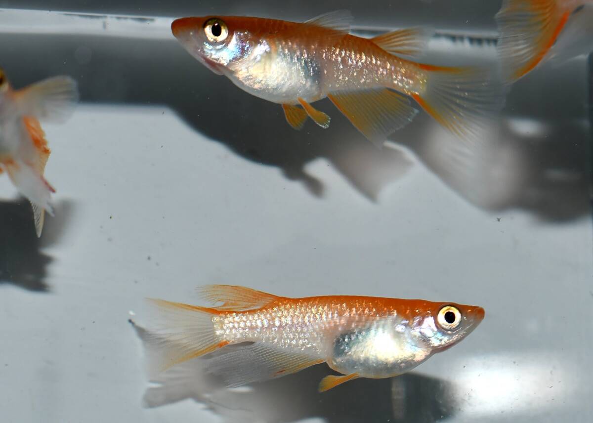 ◆岡崎葵メダカ◆　　紅華リアルロングフィン　1ペア　小野めだか様ブリード個体　 紅華リアルロングフィン 1ペア | メダカ屋えん