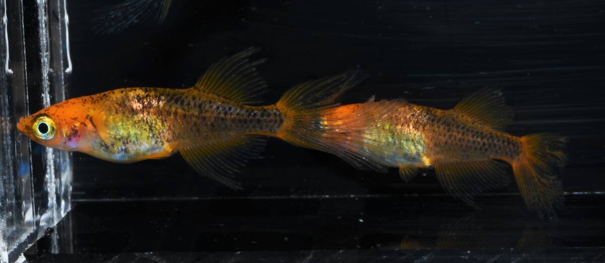 北辻×クラミツハ玄　5匹　ヒカリ体型　北辻　鰭長スワロー 福岡県京都郡で、独特な交配で\"五式Type-R God\"をベースにした魅力的な