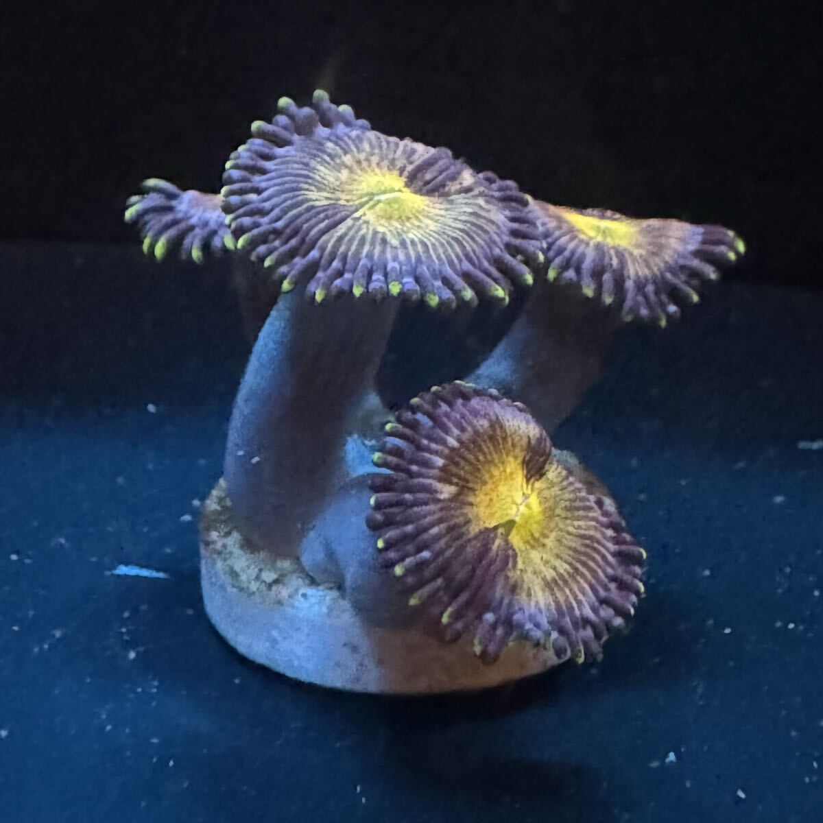 2025年最新】Yahoo!オークション -マメスナ(海水魚)の中古品