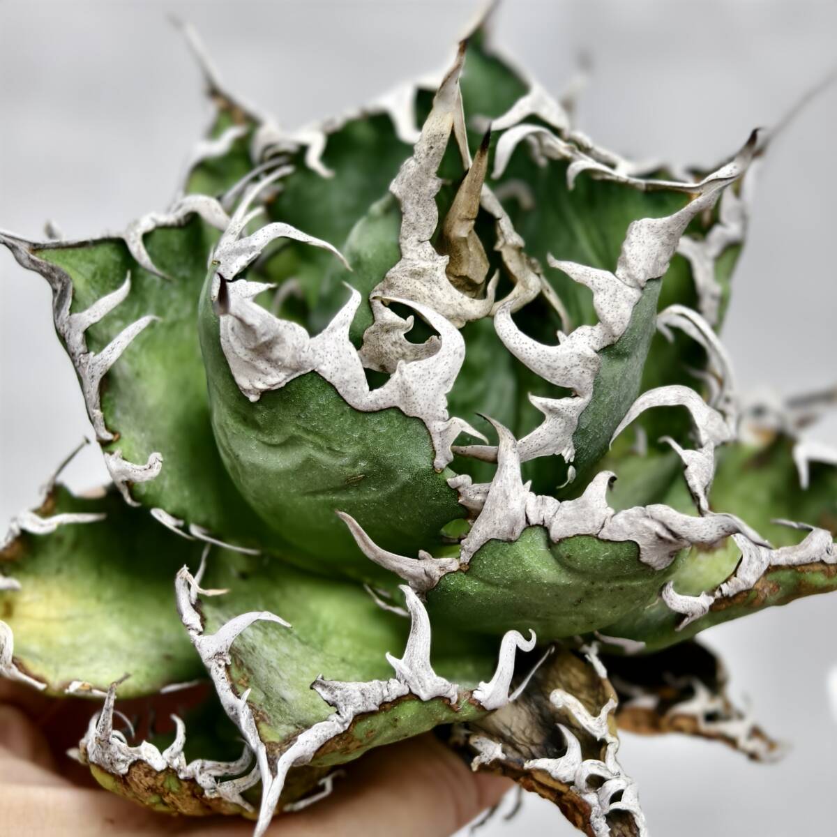 2025年最新】Yahoo!オークション -アガベ チタノタ 大白鯊の中古