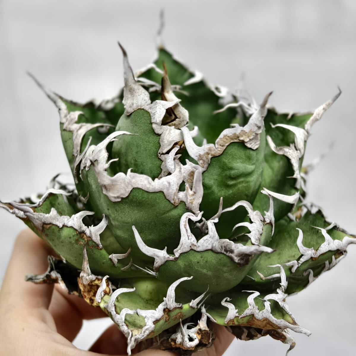 アガベ チタノタ 白嵐 極上株 Yahoo!オークション -「アガベ 白嵐」の落札相場・落札価格