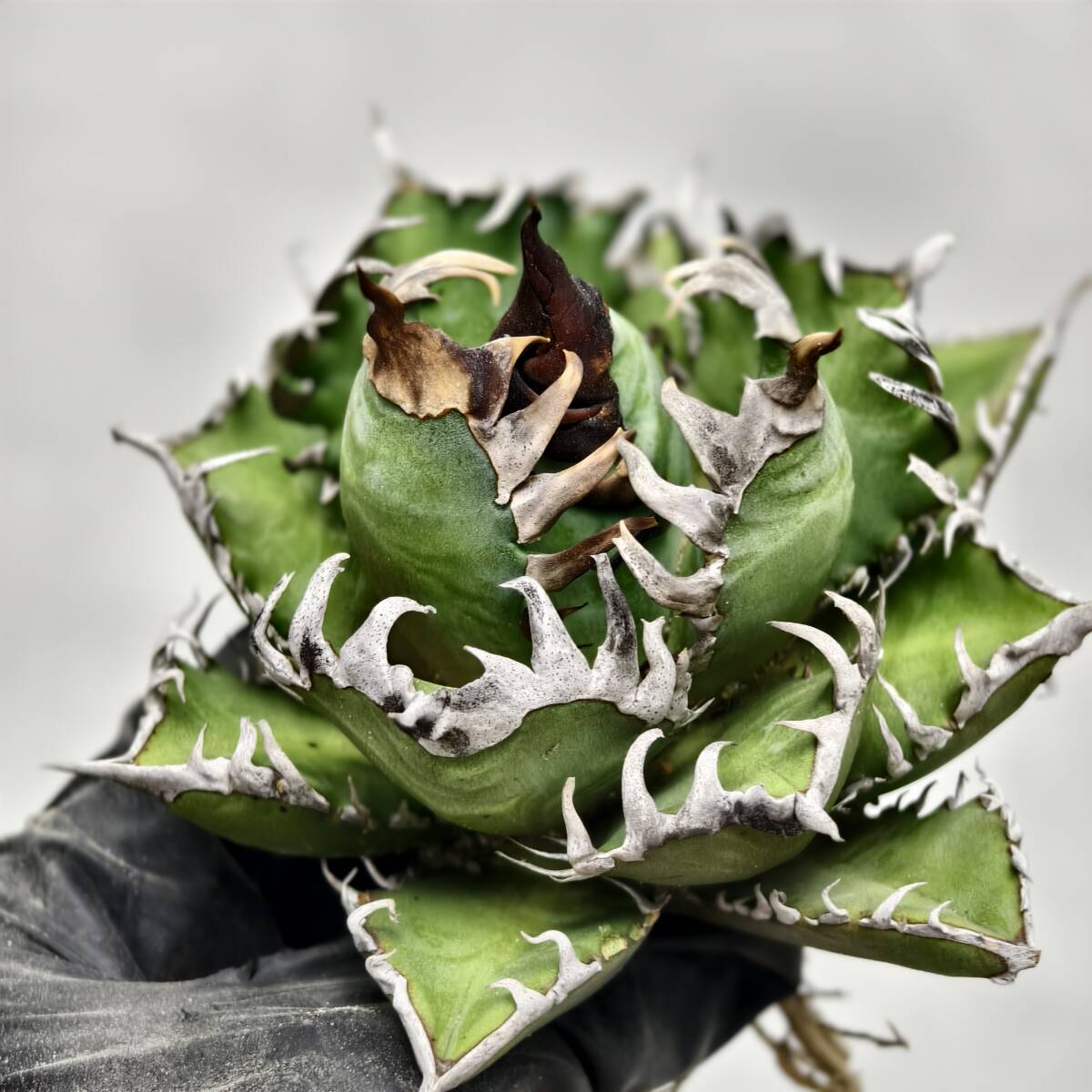 Yahoo!オークション -「アガベ 姫厳竜」の落札相場・落札価格