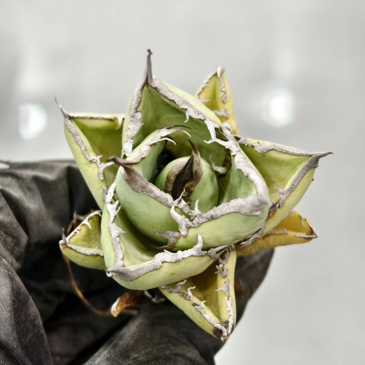 2025年最新】アガベ(Agave)のおすすめ商品 - Yahoo!オークション