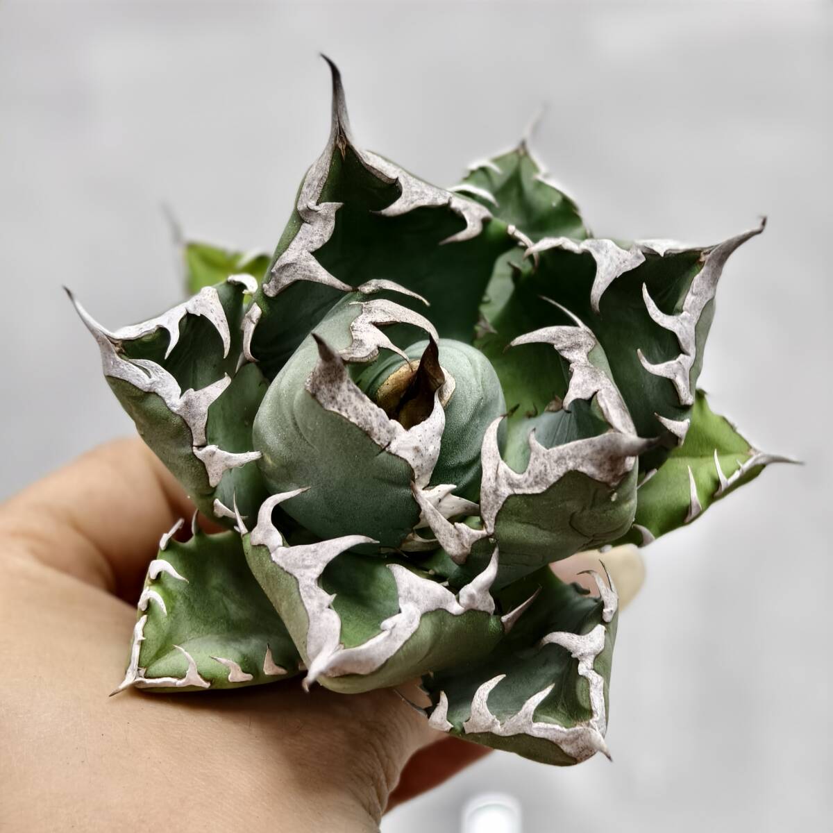 Yahoo!オークション -「アガベチタノタ海王」の落札相場・落札価格