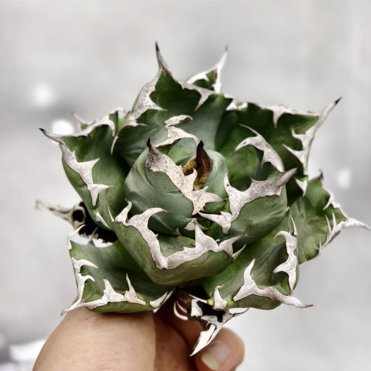 美株❗️ アガベ　チタノタ　シーザー　タグ付き❗️【50】 アガベチタノタシーザー | STORES