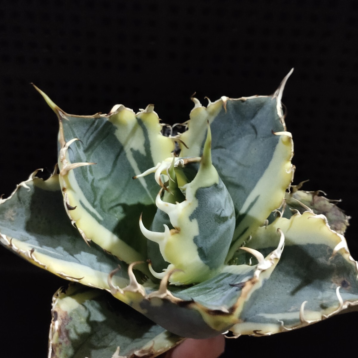 A239 特選アガベ チタノタ 白鯨錦覆輪斑 明錦 永久の覆輪斑 包葉 選抜大株 A239 特選アガベ チタノタ 白鯨錦覆輪斑 明錦 永久の覆輪斑 包葉