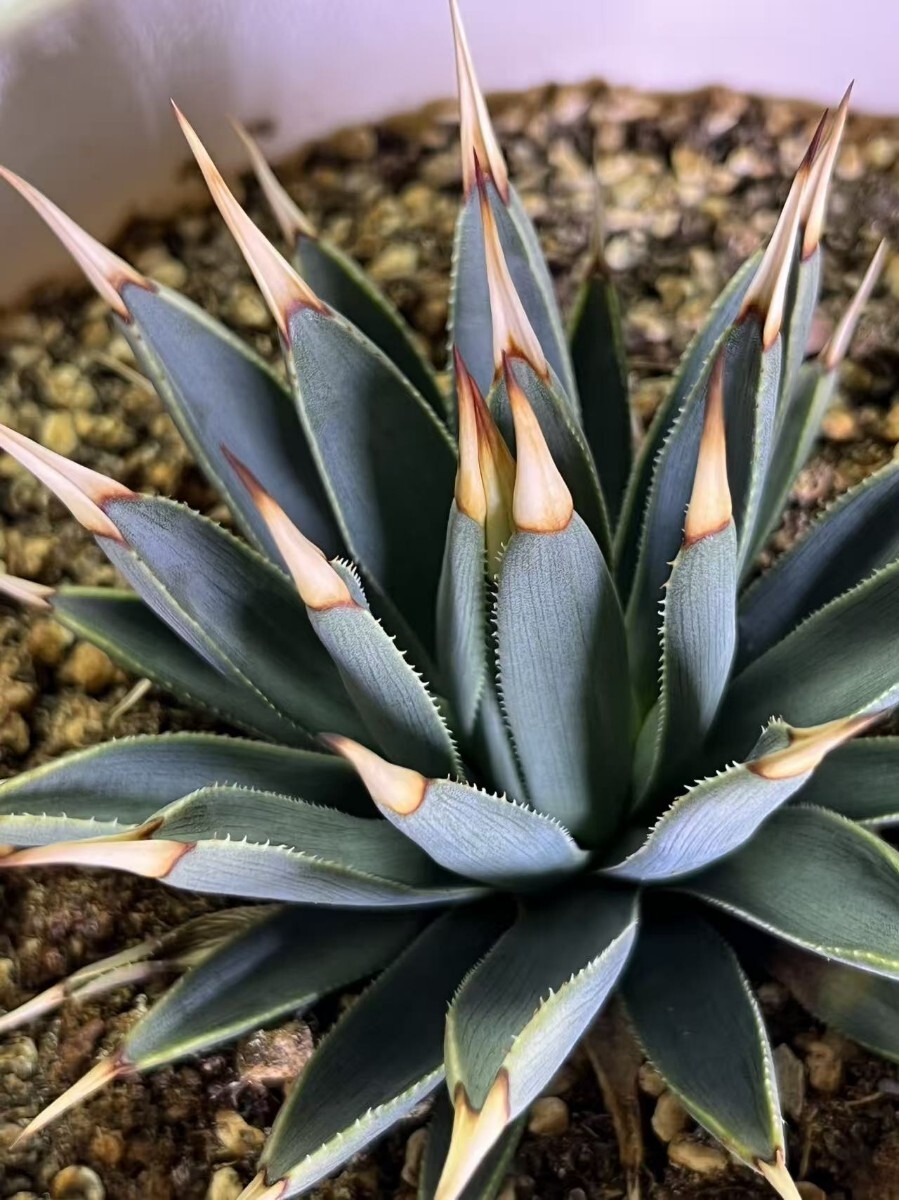 Yahoo!オークション -「アガベ ホリダ」(観葉植物) の落札相場