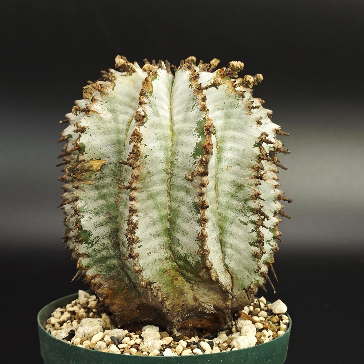 Yahoo!オークション -「ユーフォルビア ホリダ」(観葉植物) の落札相場