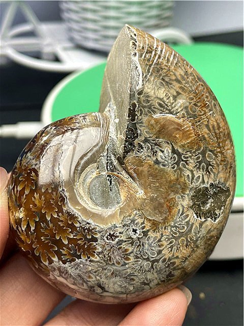 アンモナイト　日本産　北海道　極美麗　クリーニング最高 アンモナイト 日本産 北海道 極美麗 クリーニング最高 その他