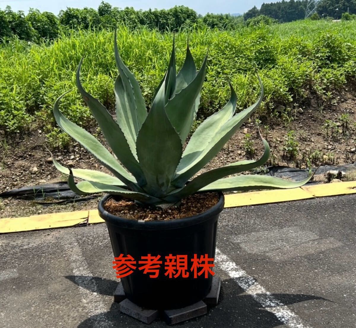 2025年最新】Yahoo!オークション -サルミアナの中古品・新品・未使用品一覧