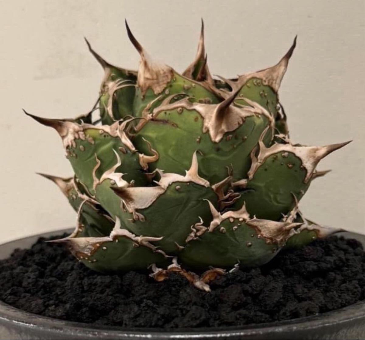 2025年最新】Yahoo!オークション -アガベ チタノタ ブツブツの