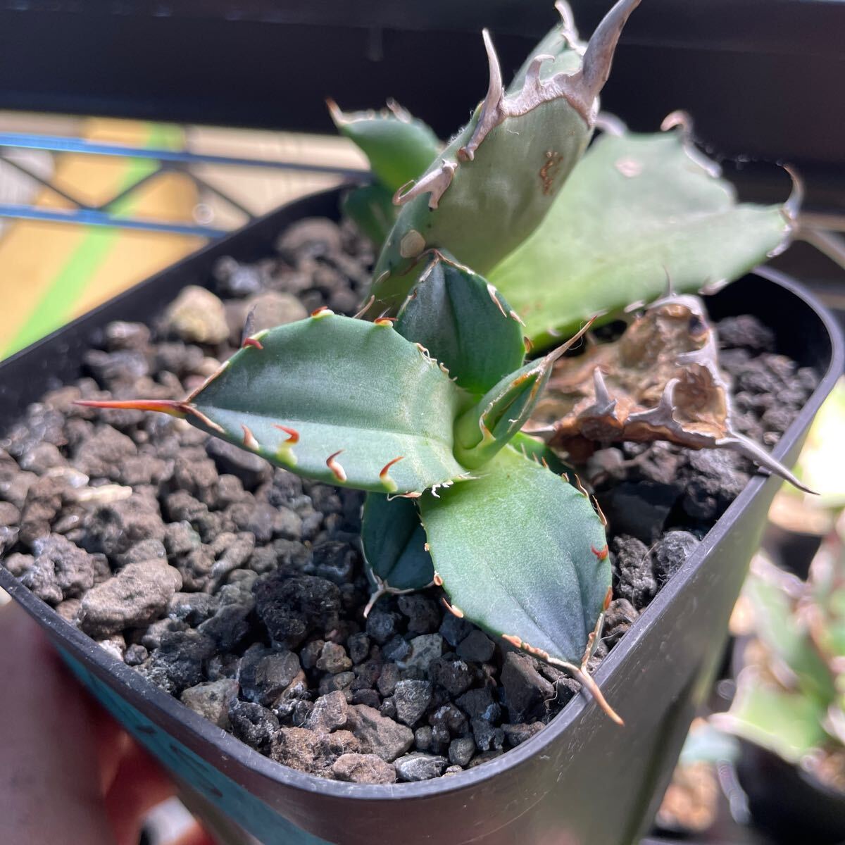 アガベ　バトルアックス　子株　アングリーハート　セット 2025年最新】アングリーハートの人気アイテム - メルカリ