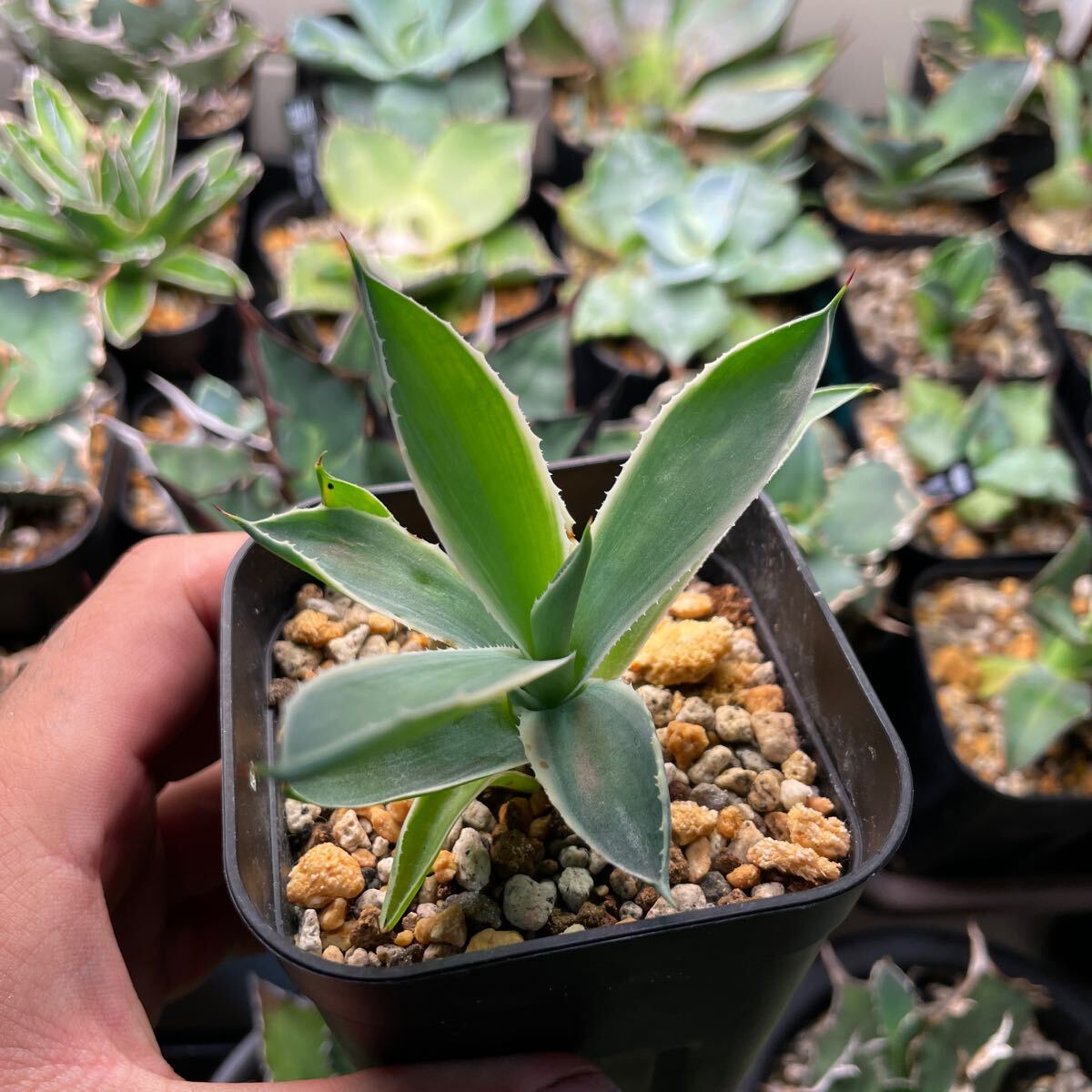 アガベ AG アトミックゴールド 重田スペシャル アガベ AG アトミックゴールド 重田スペシャル - メルカリ