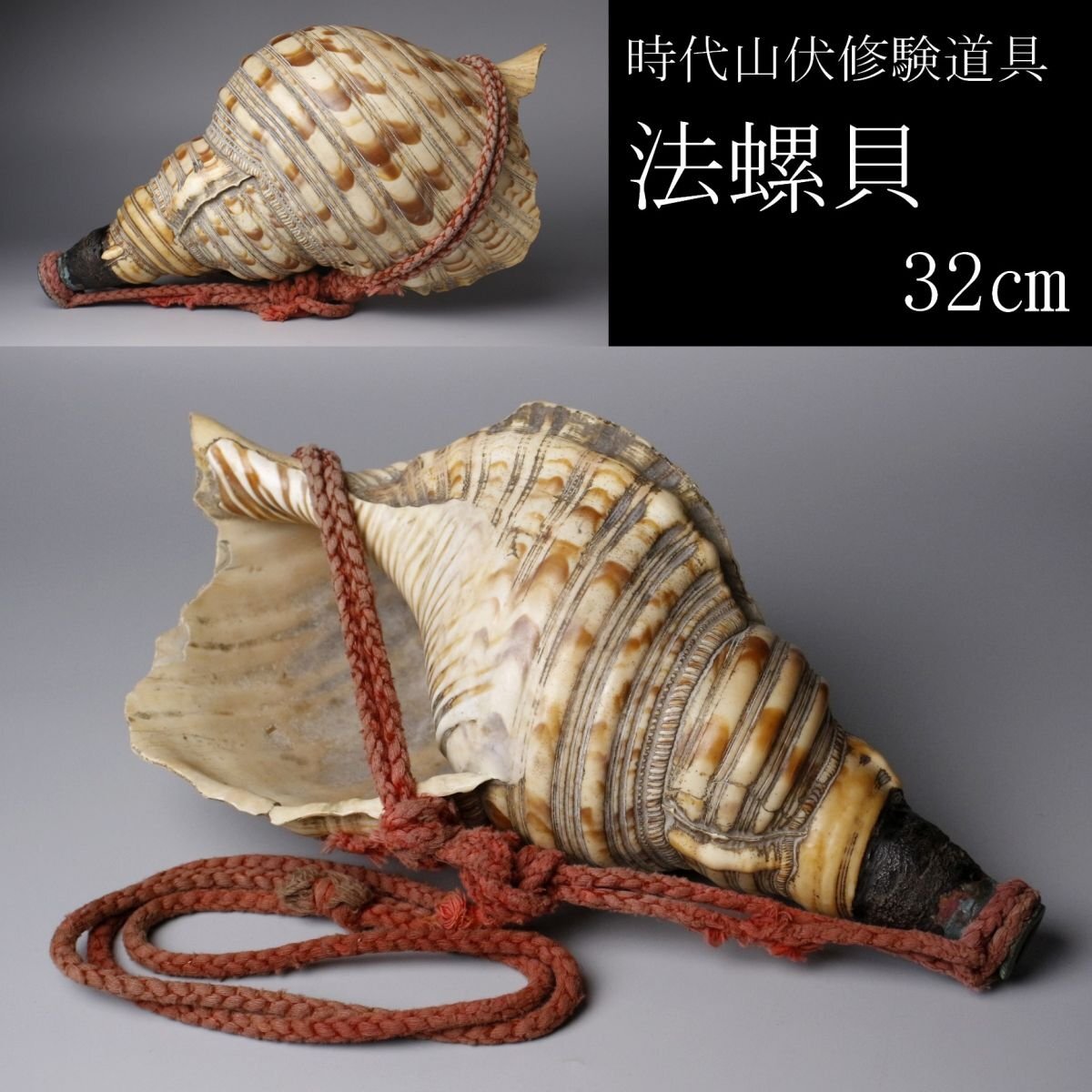 2025年最新】Yahoo!オークション -#法螺貝の中古品・新品・未