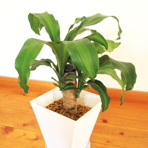 ドラセナ マッサンゲアナ 樹高50㎝ 植え替え済み 強健な人気のある観葉植物 黄色の縦じま斑入り 画像の鉢より少し小さめの鉢上発送