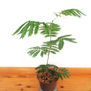 エバーフレッシュ ネムノキ ●植え替え済み● 細長く繊細な葉が綺麗 葉を開閉の存在感抜群の観葉植物 画像の鉢植えのまま発送