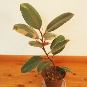 フィカス ルビー ゆるりと曲がり仕立て 丈夫で育てやすい観葉植物 赤い斑入りがお部屋を明るく 植え替え済み 画像のまま発送