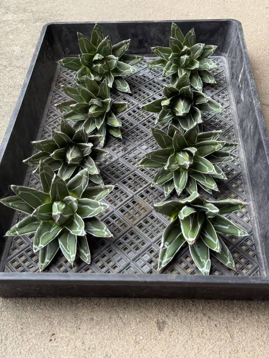 Yahoo!オークション -「アガベ」(アガベ) (観葉植物)の落札相場