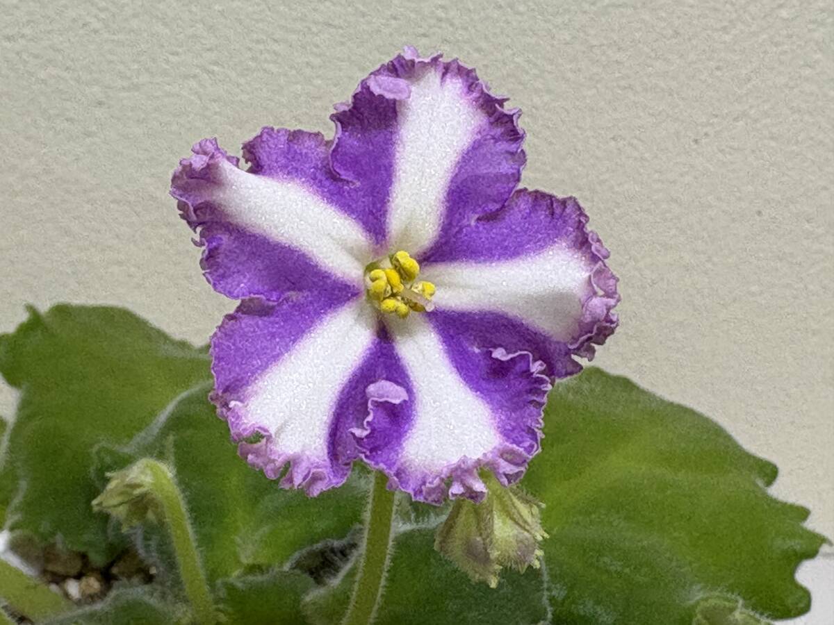 セントポーリア 開花株 セントポーリア 「24 タロー」開花株 3.5号 : フラワーショップ