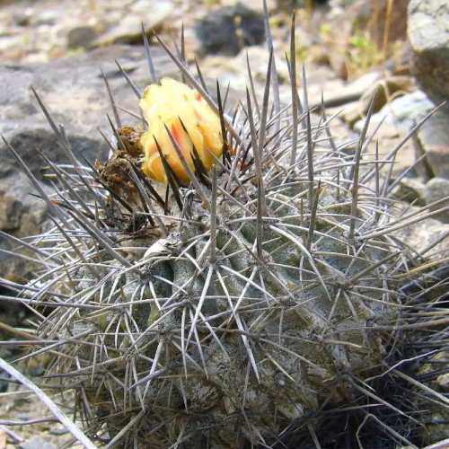 2025年最新】Yahoo!オークション -コピアポア 種子の中古品