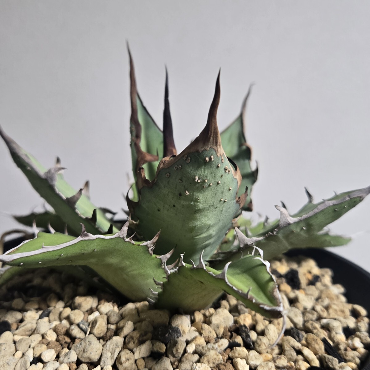 【専用】アガベ盛り合わせ アガベ おまかせ3苗セット 2号ポット苗