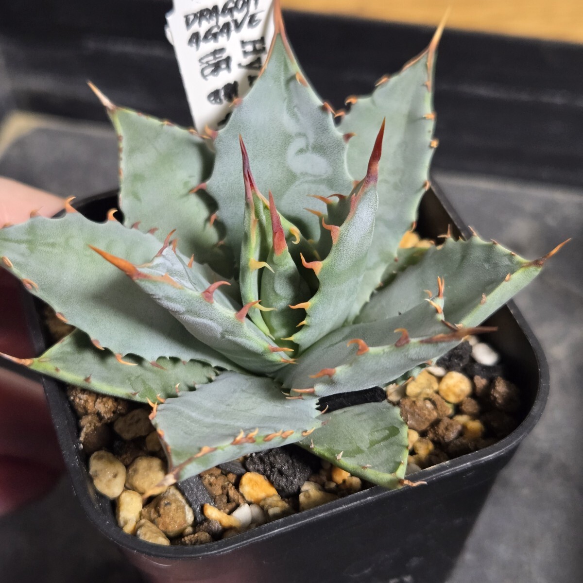 Yahoo!オークション -「雷」(アガベ) (観葉植物)の落札相場