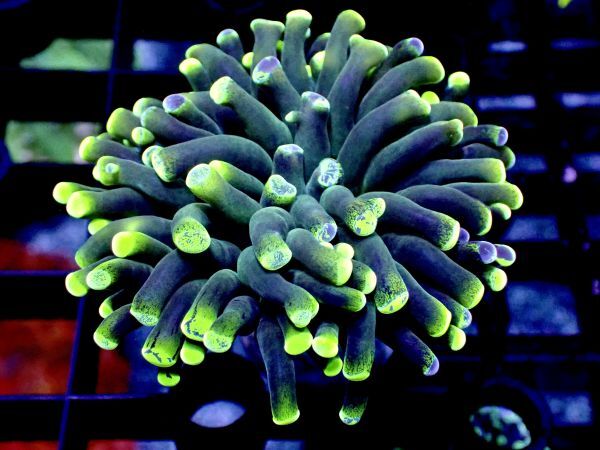 Yahoo!オークション -「(珊瑚 サンゴ)」(海水魚) (熱帯魚)の落札