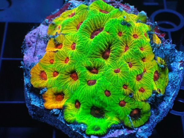 珊瑚　深海松 レインボーコーラル 原木 希少 Rainbow-coral（レインボーコーラル）-商品紹介