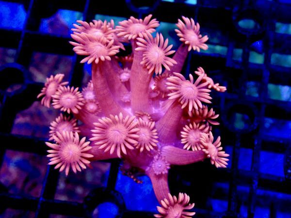 ハナガササンゴレッド 極美レッド☆ハナガササンゴ プラグ付