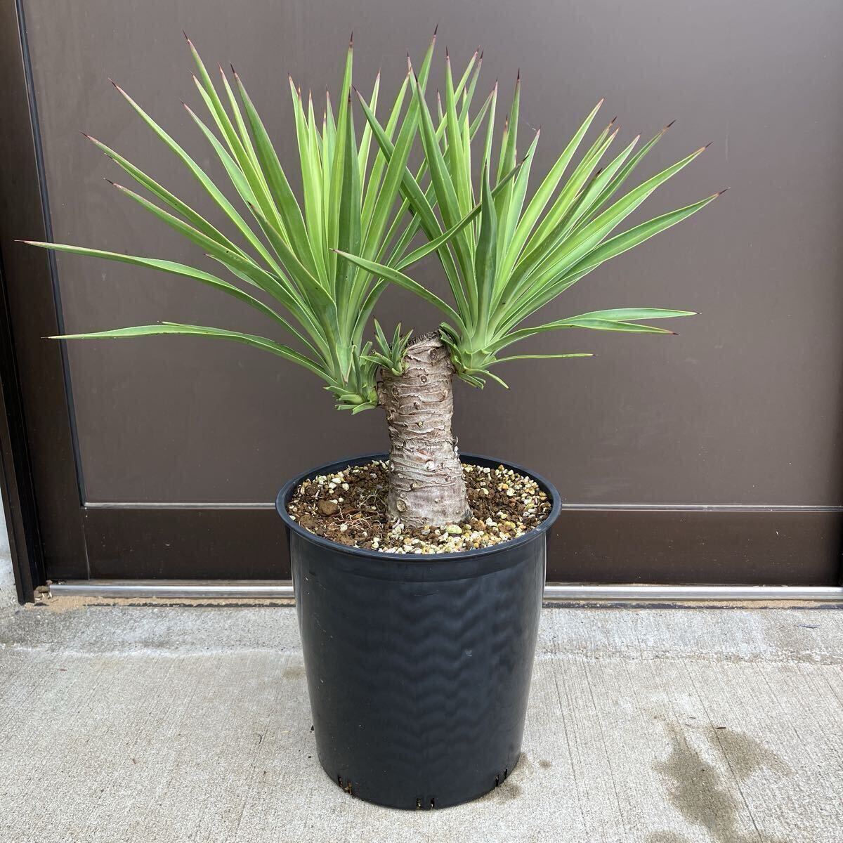 ユッカ　3本セット❗️発根済み　抜き苗　9/24まで。 ユッカ 3本セット❗️発根済み 抜き苗 9/24まで。 たぶんユッカ