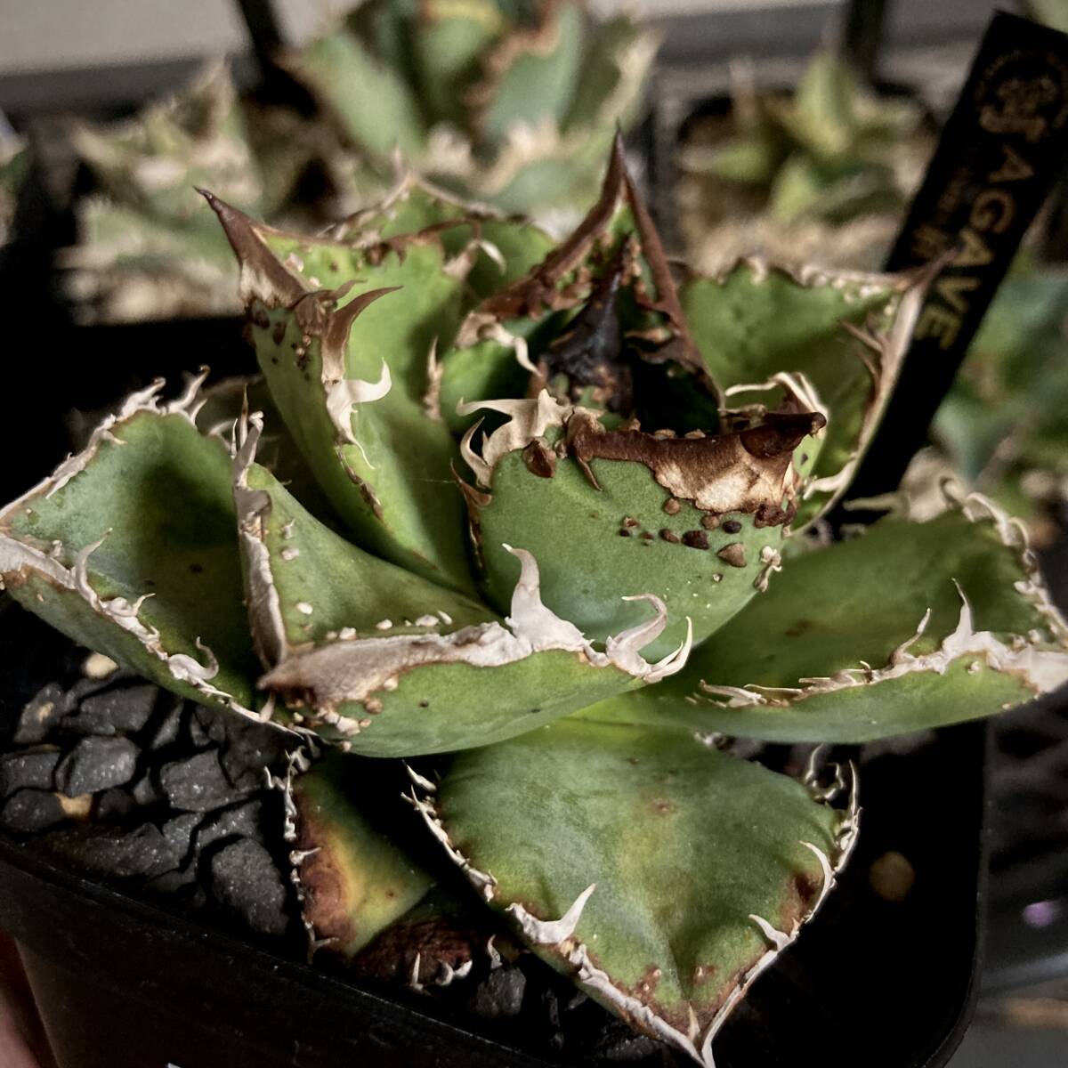 Yahoo!オークション -「アガベ チタノタ発根済み」の落札相場