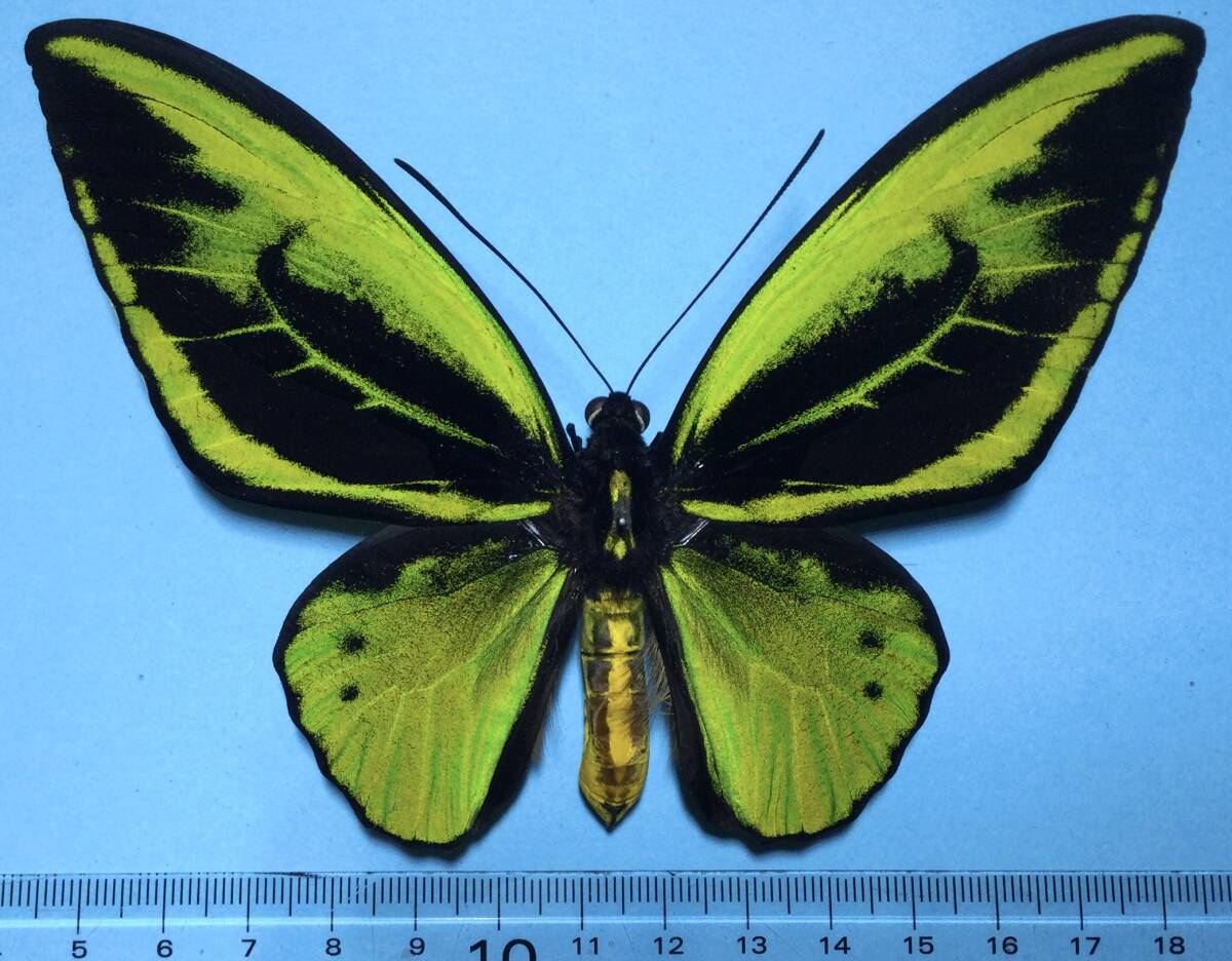 ソロン産チトヌス トリバネアゲハ標本♂113mm 触角修理有 ☆緑色美麗金紋有 ソロン産チトヌス トリバネアゲハ標本♂113mm 触角修理有 ☆緑色