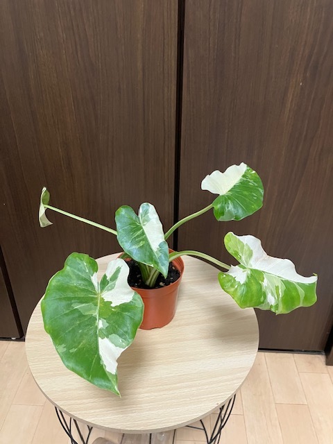 値段交渉受付中 - 斑入り迷彩柄 - クワズイモ - 【 送料込み 】 値段交渉受付中 - 斑入り迷彩柄 - クワズイモ - 【 送料込み 】