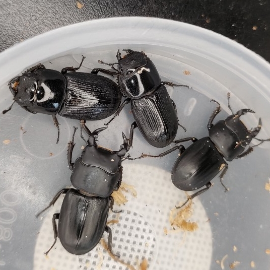 【ペア！】ムシモンオオクワガタ 新成虫ペア　イタリア産　後食済