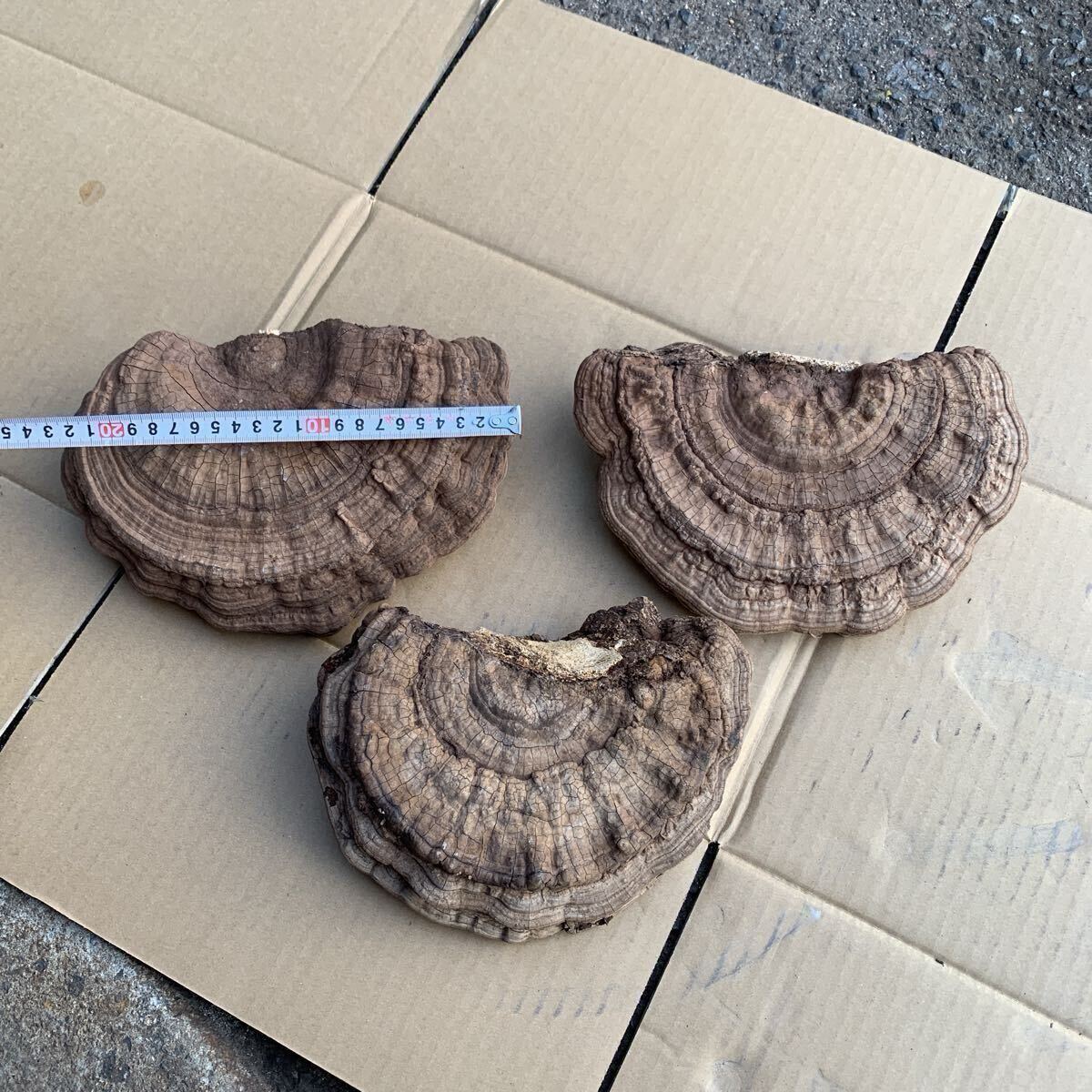 2025年最新】Yahoo!オークション -サルノコシカケ(科学、自然)の