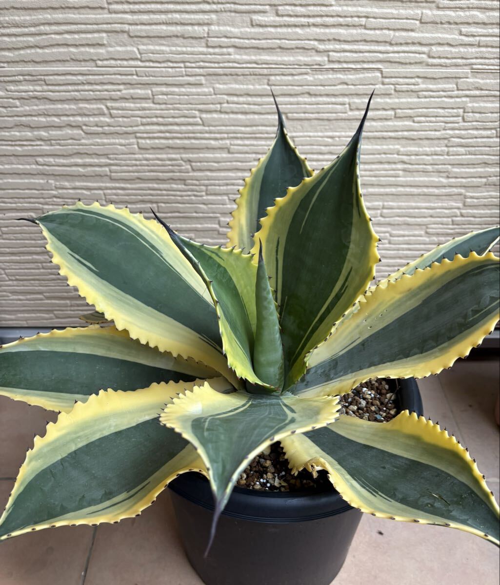 2025年最新】Yahoo!オークション -アガベ リップルの中古品