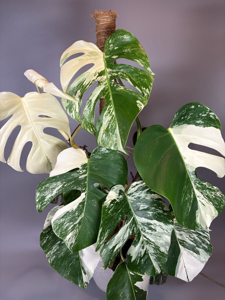 きょうモンステラ ホワイトタイガー6株おまとめ➕ハームーン1株 極美斑入りモンステラホワイトタイガーハーフムーン67cm 大株レア