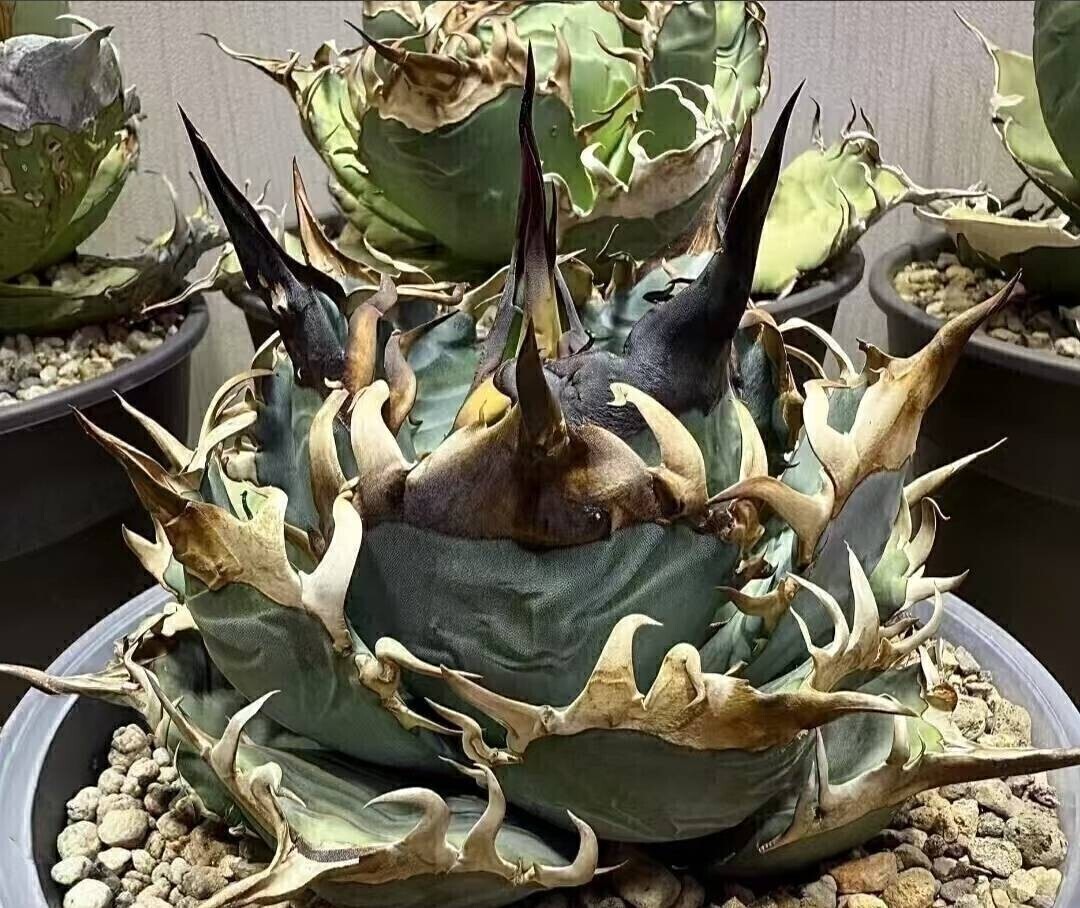 Yahoo!オークション -「イラン イラン」(観葉植物) の落札相場