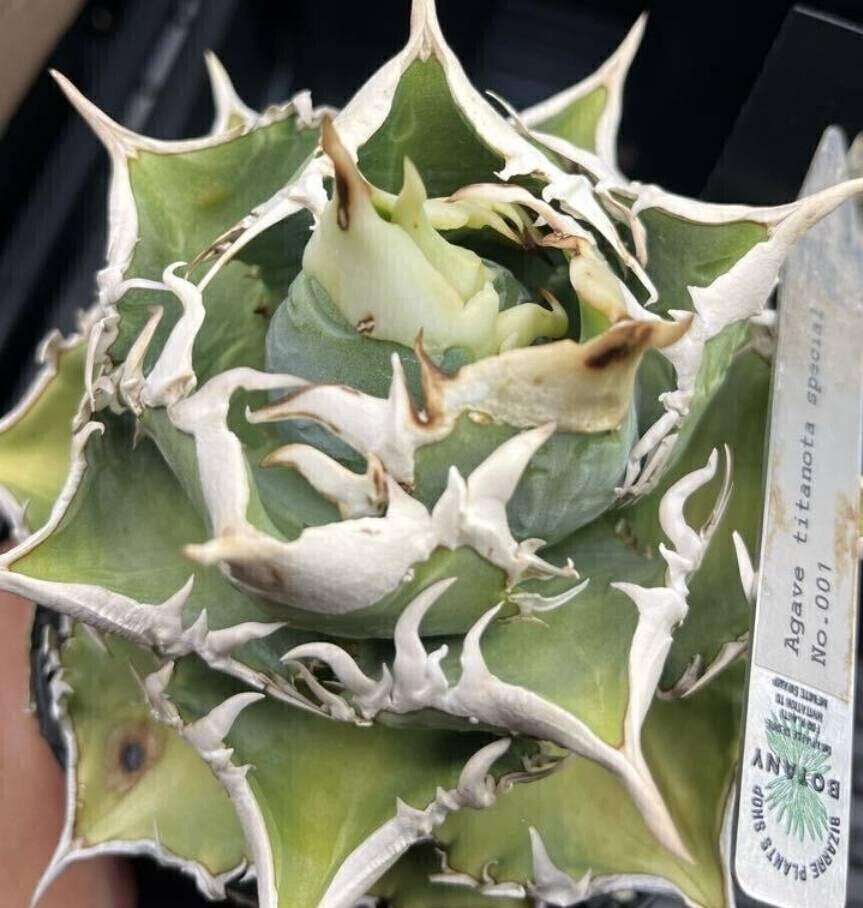 Yahoo!オークション -「金蟾」の落札相場・落札価格