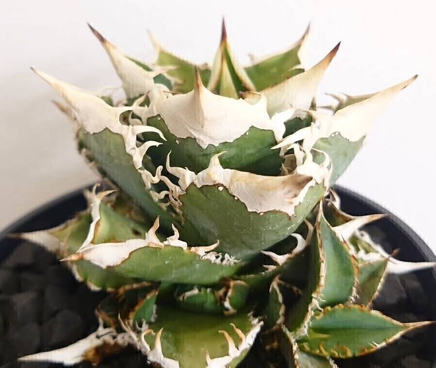 アガベ 巨獣　極上中株！早い者勝ち！ Yahoo!オークション - N736厳選極上クローン 株 アガベ チタノタ