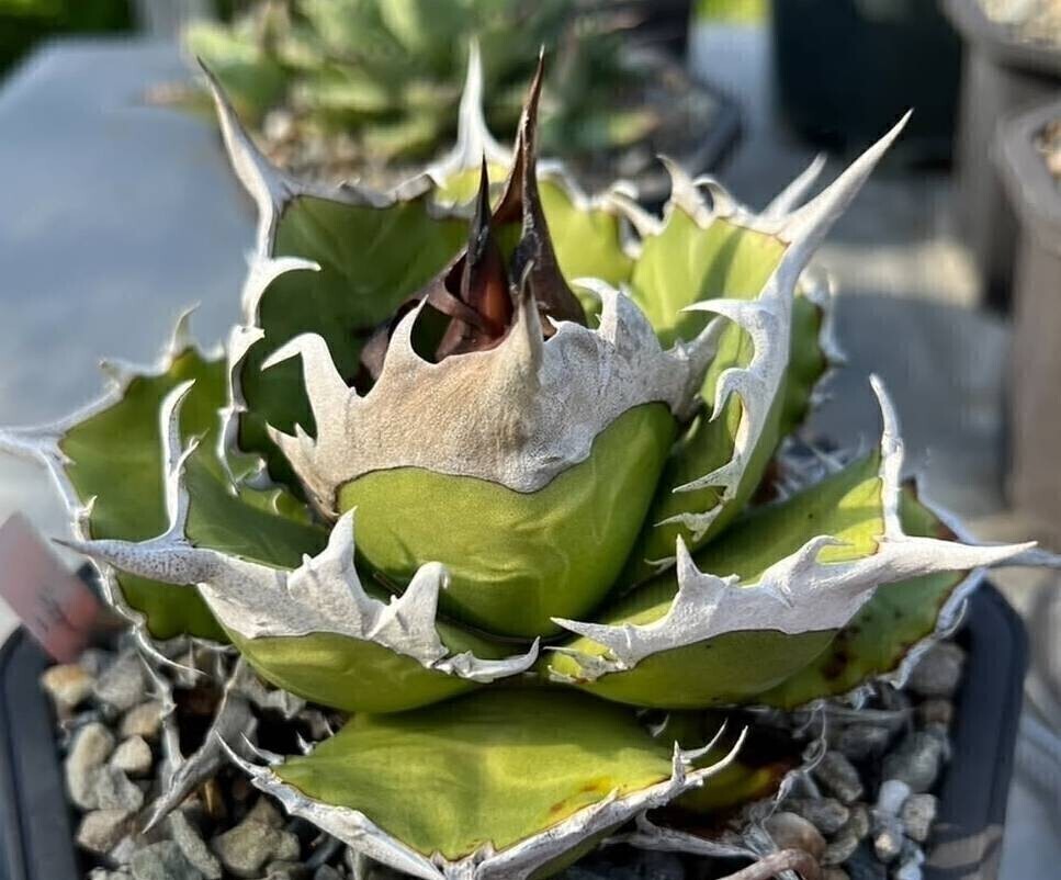 アガベ 白毫刺　OC 白毫刺 | Kenmay