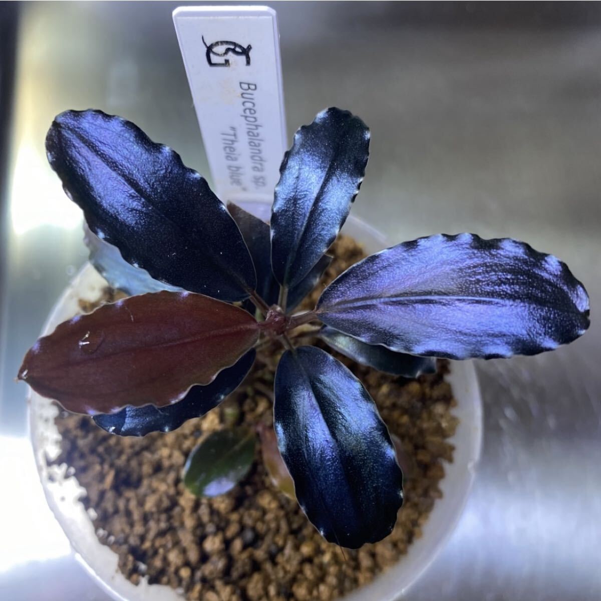 Yahoo!オークション -「ブセファランドラ ティアブルー」の落札相場