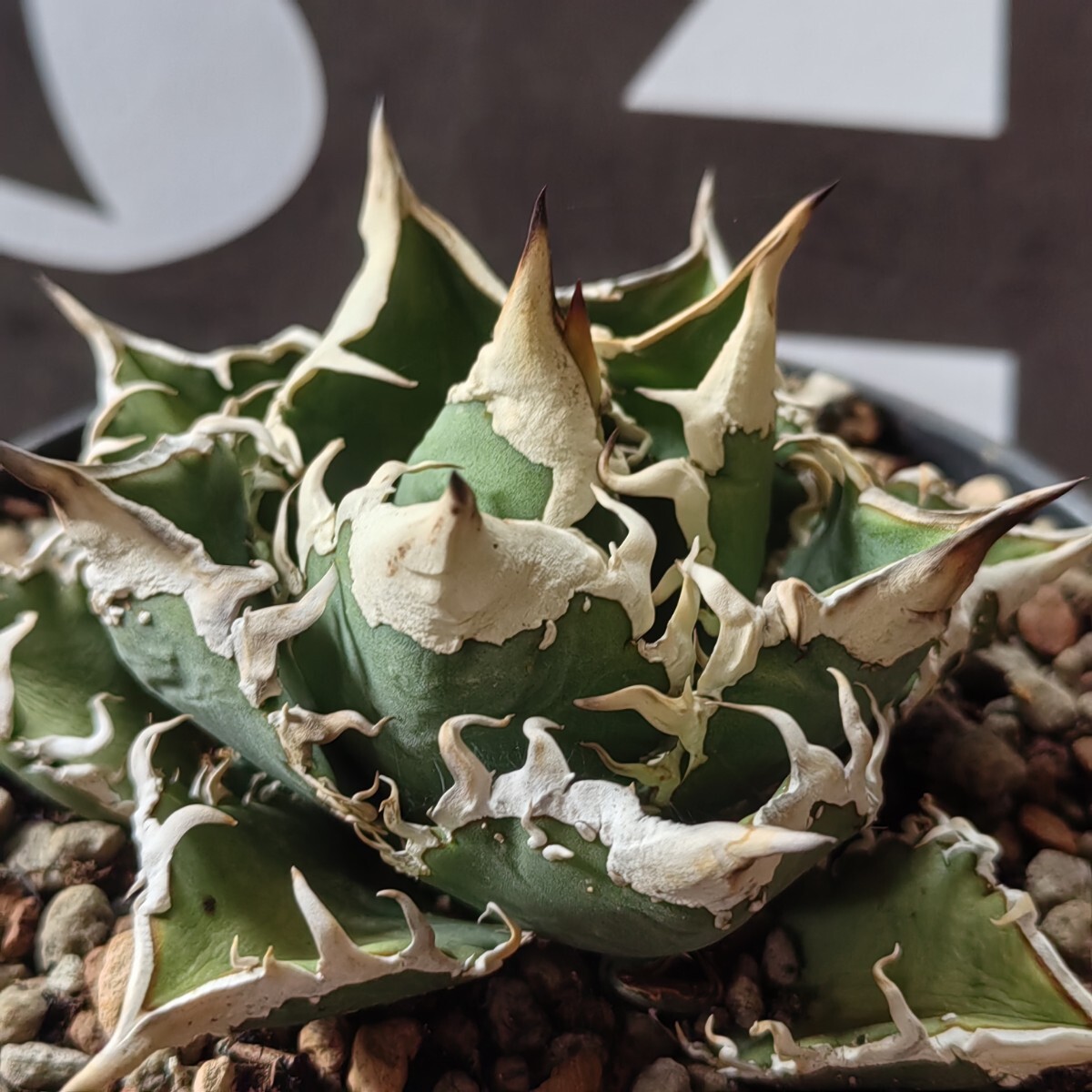 A-227 特選 アガベ チタノタ 金蟾 優良血統 超強棘 極上優良子株 834【上澳園芸】 アガベ チタノタ 金蟾 優良血統 子株