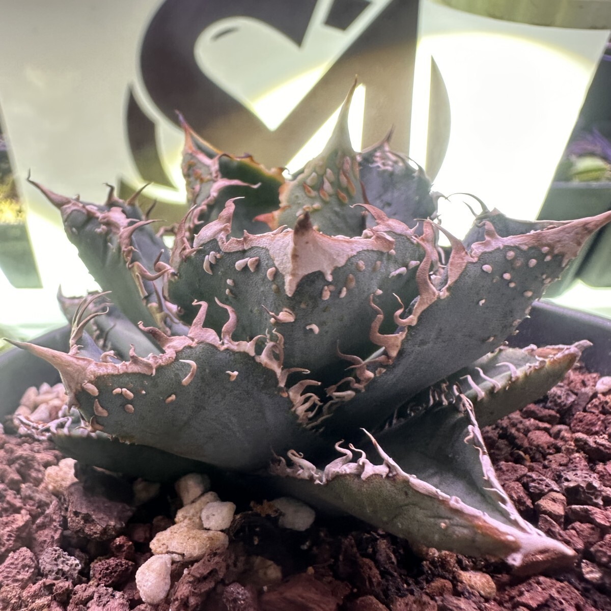 Yahoo!オークション -「金蟾」の落札相場・落札価格