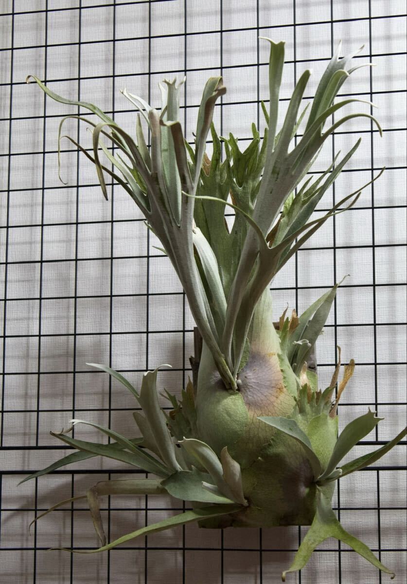 Yahoo!オークション -「ビカクシダ レモイネイ」(観葉植物) の落札相場