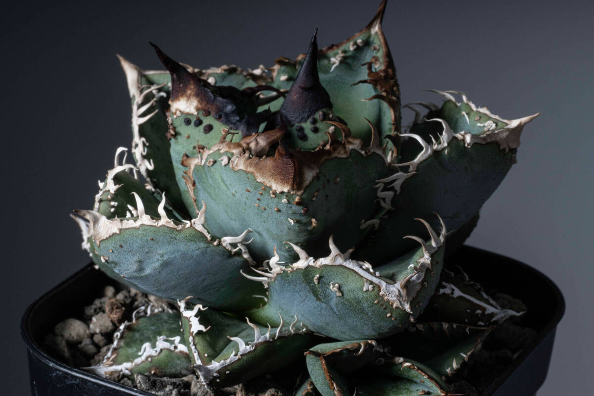 1133 アガベ チタノタ 冰雹 裏棘 表棘 精選優良血統 2025年最新】冰雹 アガベの人気アイテム - メルカリ