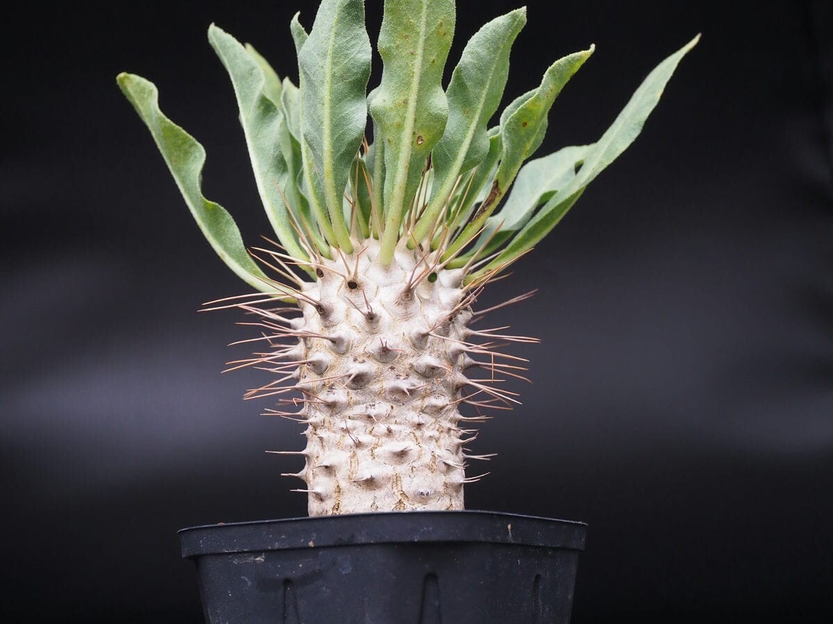 Yahoo!オークション -「光堂 パキポディウム」の落札相場・落札価格