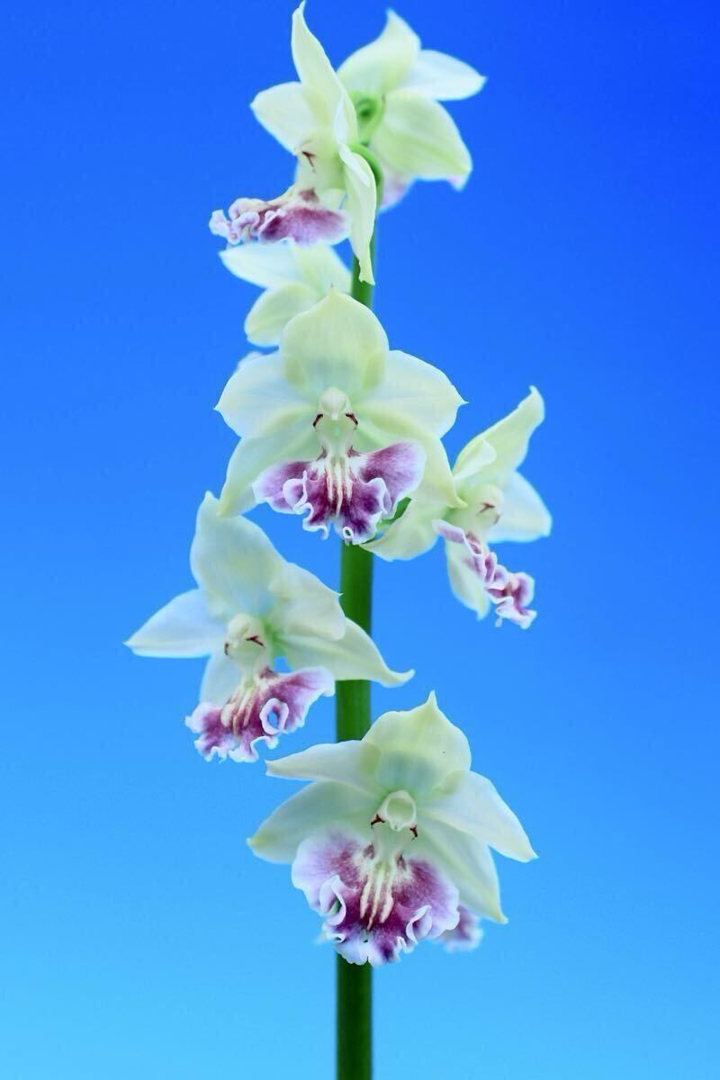 ∞萠春園∞　自然種斑入りエビネ　希少品　 【山宝】　上柄　中小苗　（検:えびね蘭・寒蘭・春蘭） ∞萠春園∞ 自然種タカネ 斑入りエビネ 白王殿 中大苗 （検:えびね