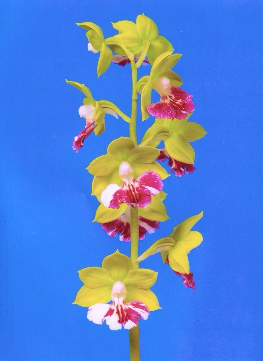 ∞萠春園∞　自然種斑入りエビネ　希少品　 【山宝】　上柄　中小苗　（検:えびね蘭・寒蘭・春蘭） ∞萠春園∞ 自然種タカネ 斑入りエビネ 白王殿 中大苗 （検:えびね