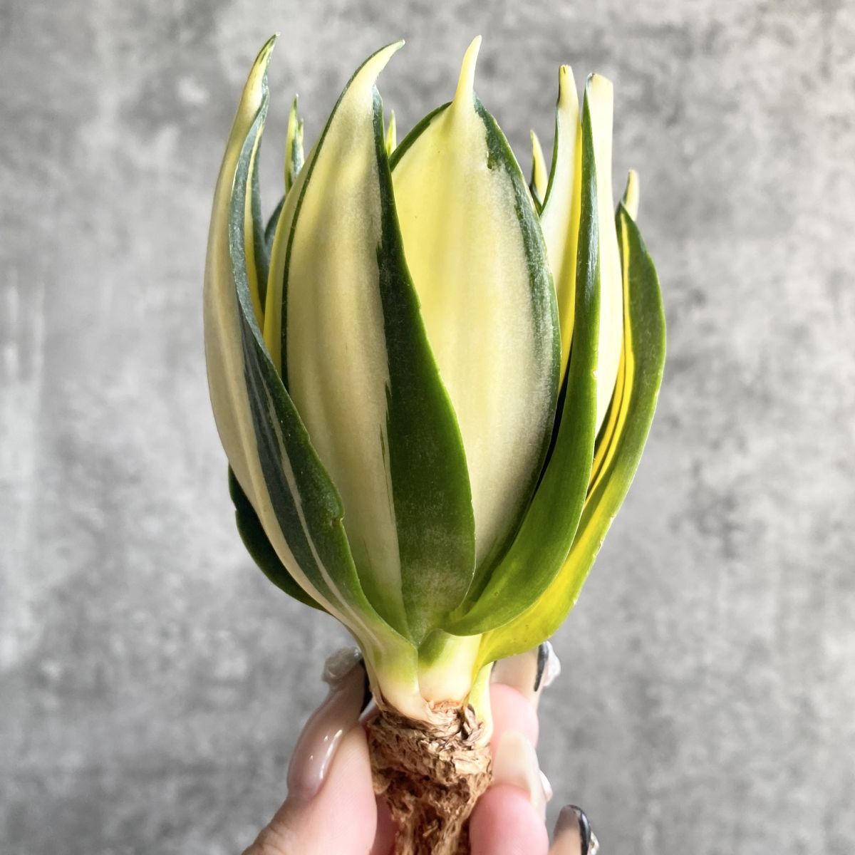 n*m様 S6809★オークション販売★ サンスベリア タワー 極上斑入り株！！ n*m様 S6809☆オークション販売☆ サンスベリア タワー 極上